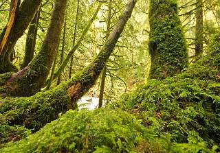 Wald und grünes Moos